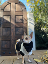 Why Chihuahuas Shake and What you Do