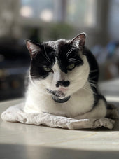 What Do Cats Think About?