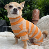 Chip the Chihuahua vs. The Mail: How Our Tiny Dog Went Viral