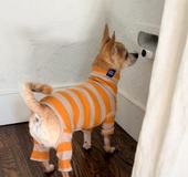 Shoot Pet Viral Videos with Insta360 Go - A Review