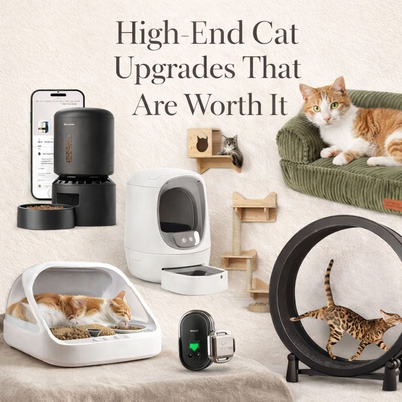 12 Expensive Cat Products That are Actually Worth The Money