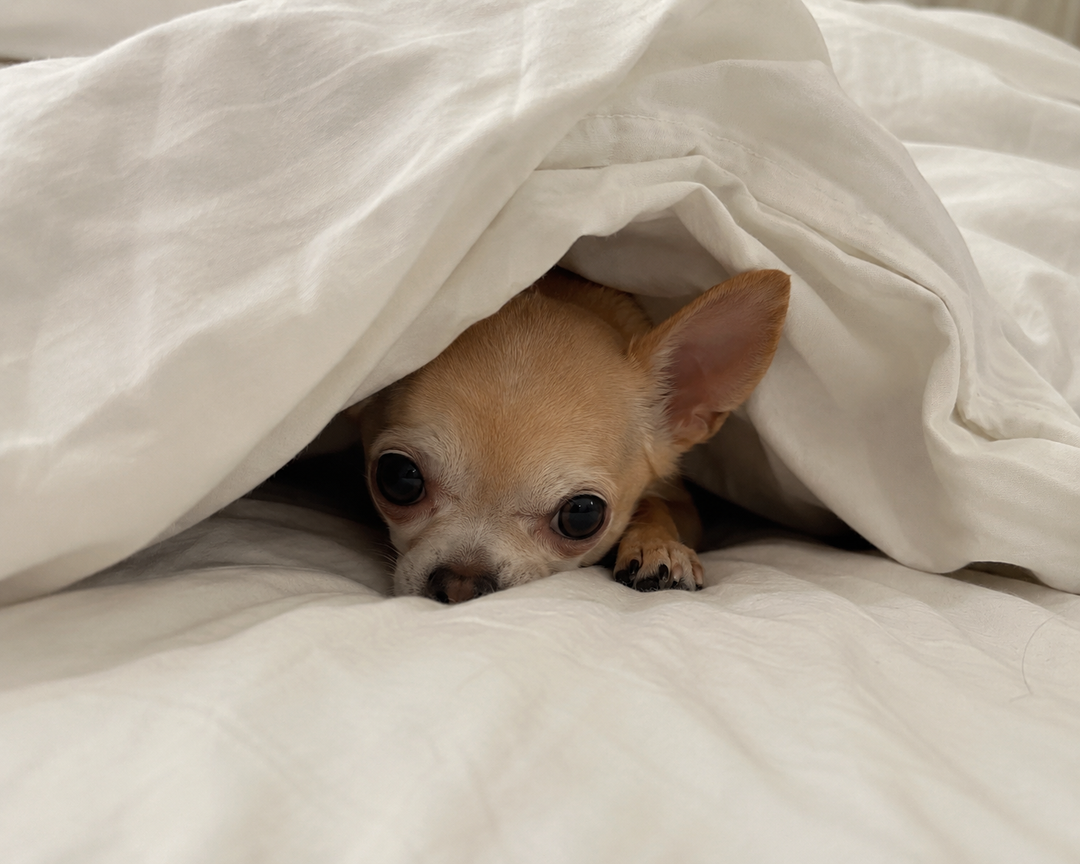 Under the Covers: Why Do Chihuahuas Love Burrowing Under Blankets So Much?
