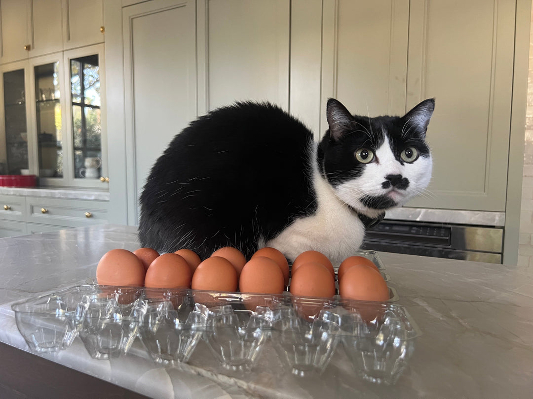 A cat loafing next to a dozen eggs on a countertop. 