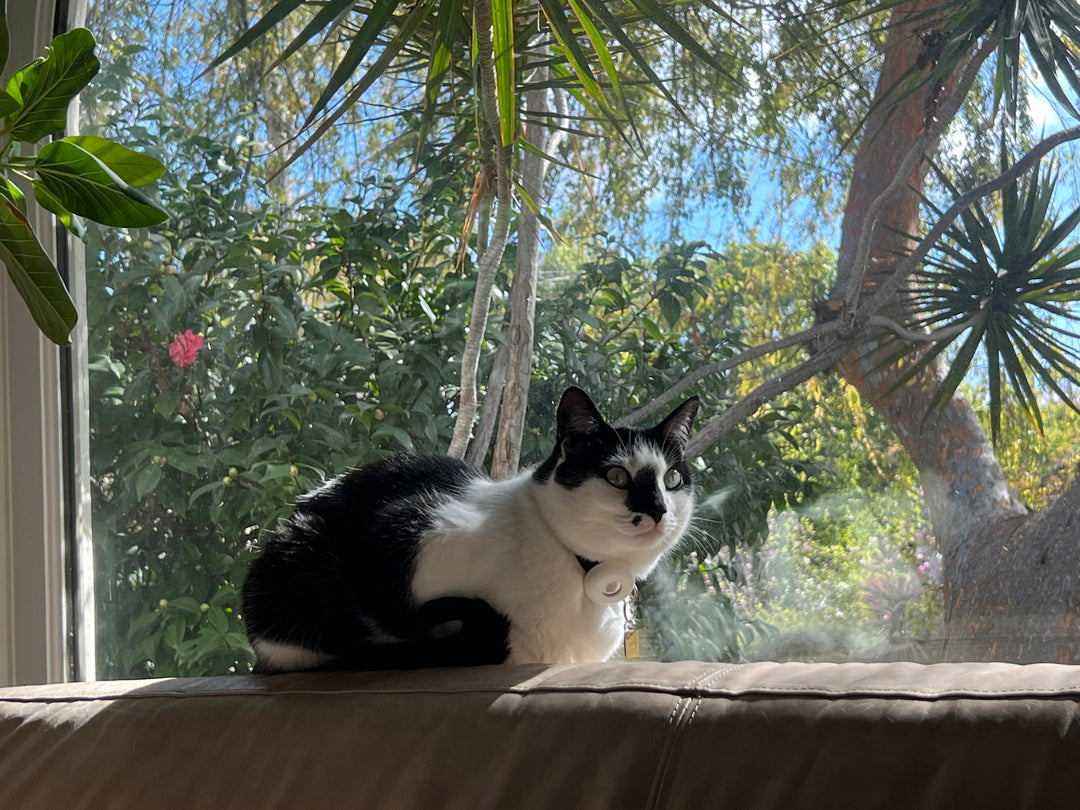 Why Does My Cat Loaf So Much?