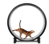 Yes, Cats Need Exercise Too! Here's How to Keep Your Kitty Moving