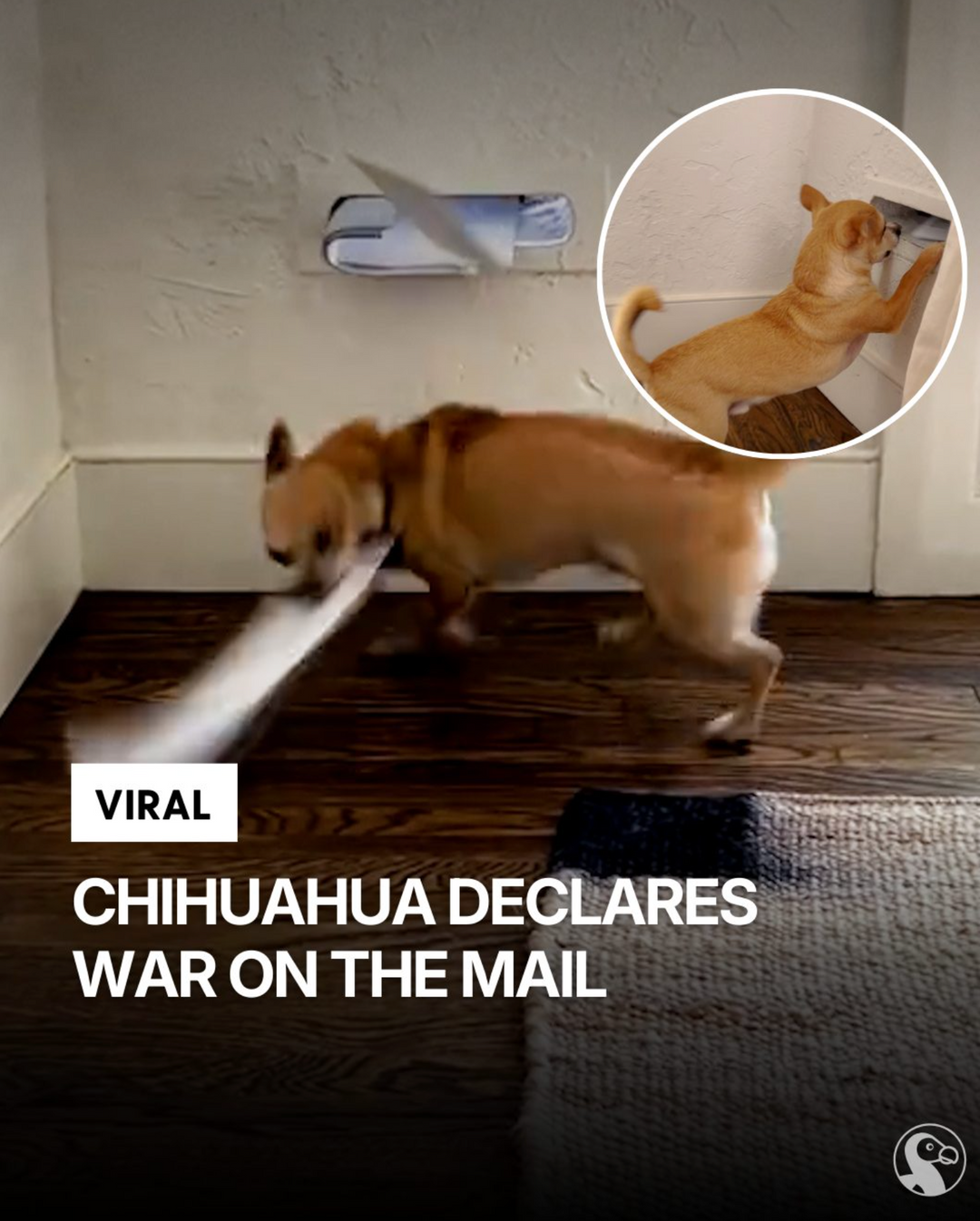 Why Does My Dog Hate the Mailman?