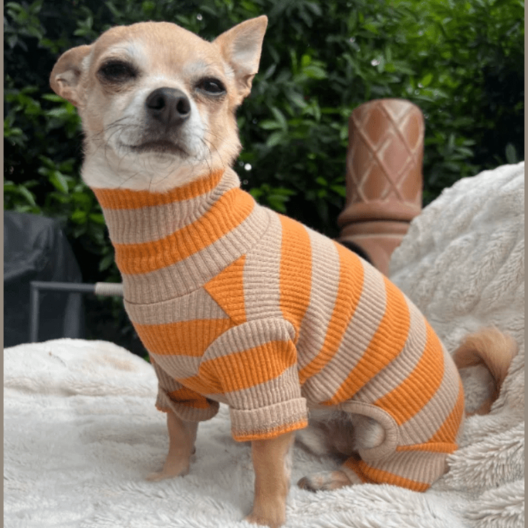 Chip the Chihuahua vs. The Mail: How Our Tiny Dog Went Viral - Cat Loaf Club