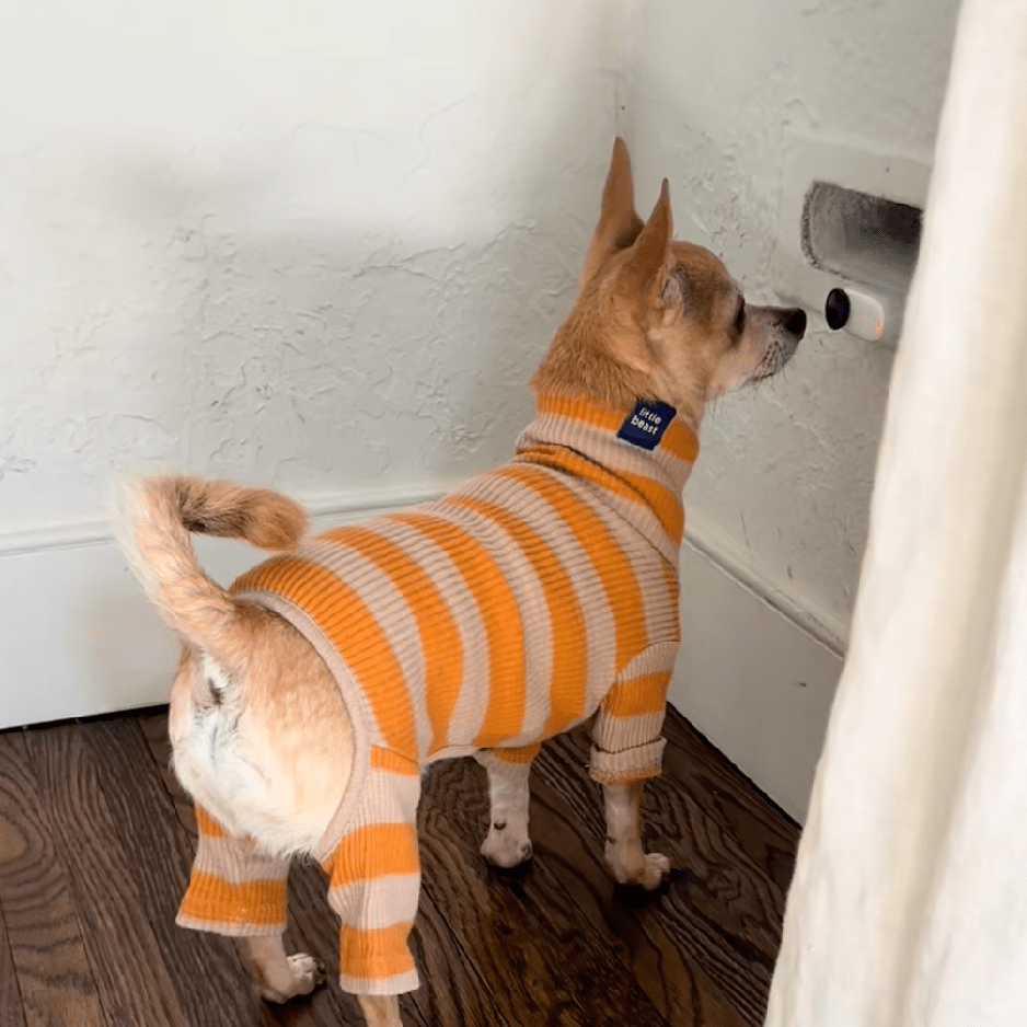 Shoot Pet Viral Videos with Insta360 Go - A Review - Cat Loaf Club