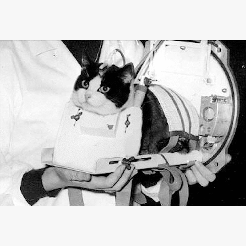 The First Cat in Space: Félicette - Cat Loaf Club