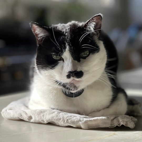 ¿En qué piensan los gatos? 