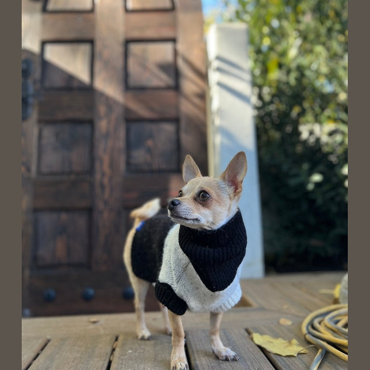 Why Chihuahuas Shake and What you Do - Cat Loaf Club