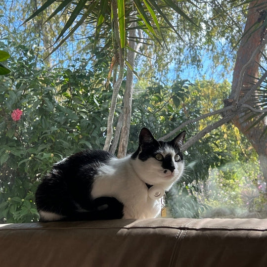 ¿Por qué mi gato holgazanea tanto? 