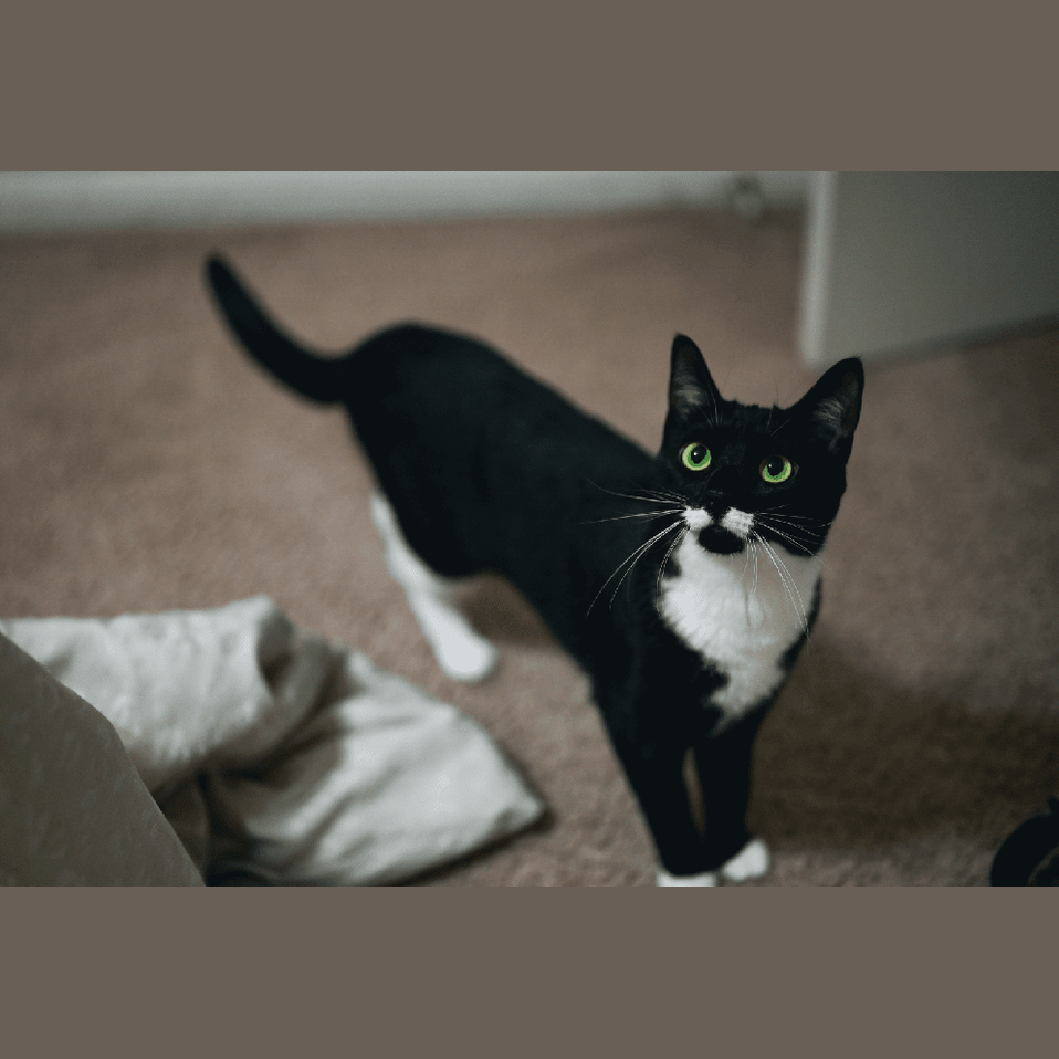 Why Everything is About Dogs (And Cat People Are Over It) - Cat Loaf Club