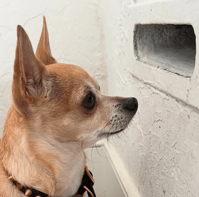 Chip the Chihuahua - Official Chihuahua Club Merchandise and Mail Warrior gear.