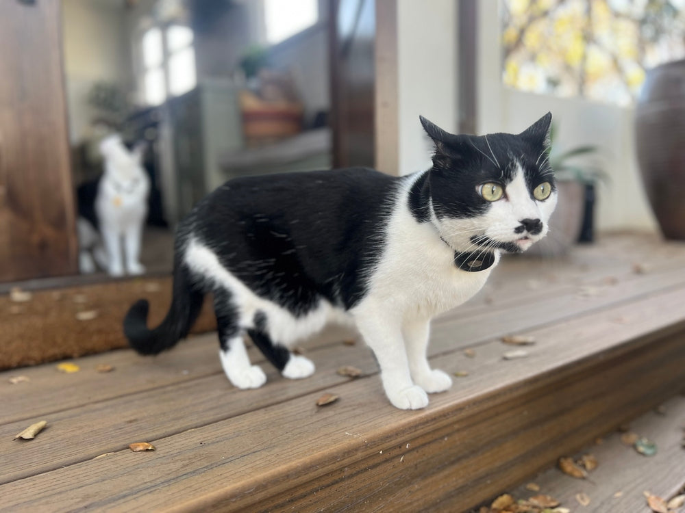 Georgina: Cozy Apparel for Introverts | Cat Loaf Club - Cat Loaf Club