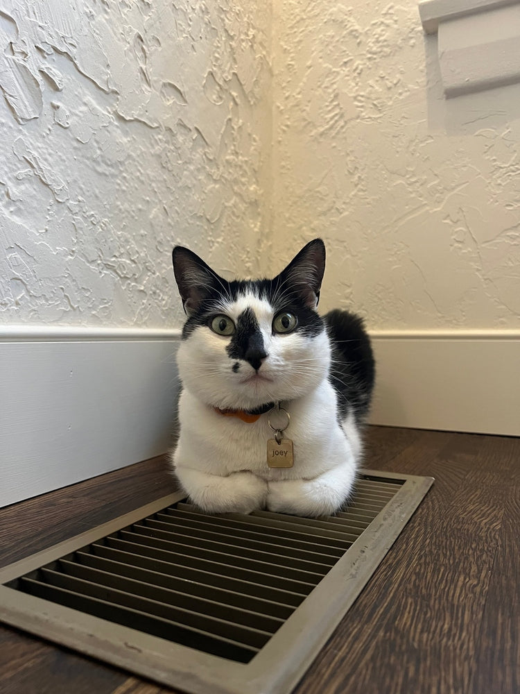 Josephine: The Signature Series Cat Apparel & Art | Cat Loaf Club - Cat Loaf Club