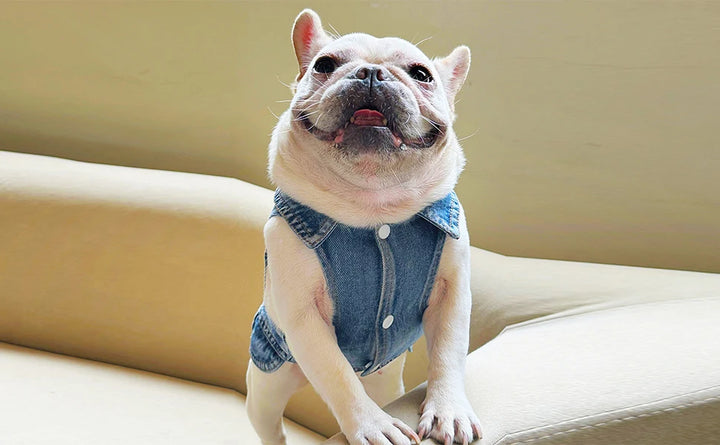 Dog Jean Jacket Pet Denim Clothes for Small Dogs Fashion Classic Girl Boy Cat Costumes Puppy Outfit Shirts Machine Washable